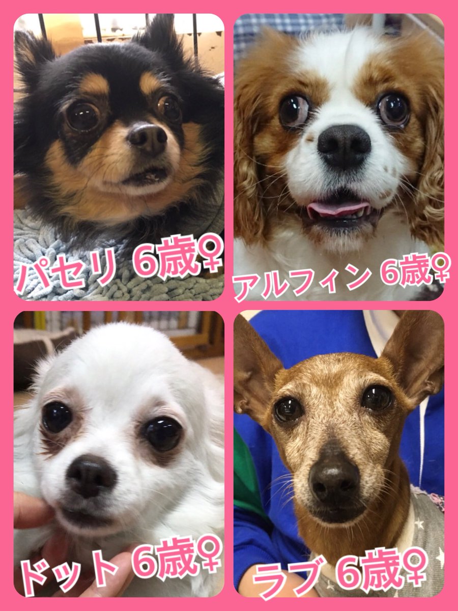 🐾今日の里親様募集中ワンコ🐶メンバーです🐾2019,4,20